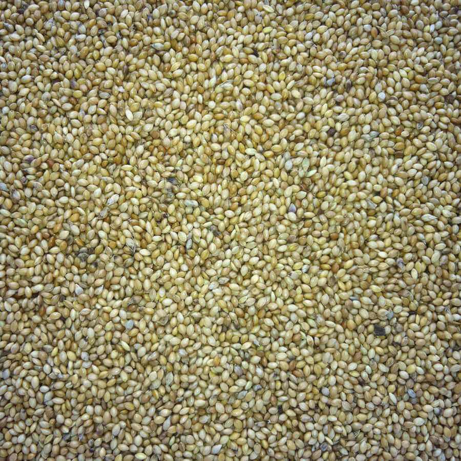 Tiny white-yellow seeds of Haith's Panicum Millet, for cage birds.