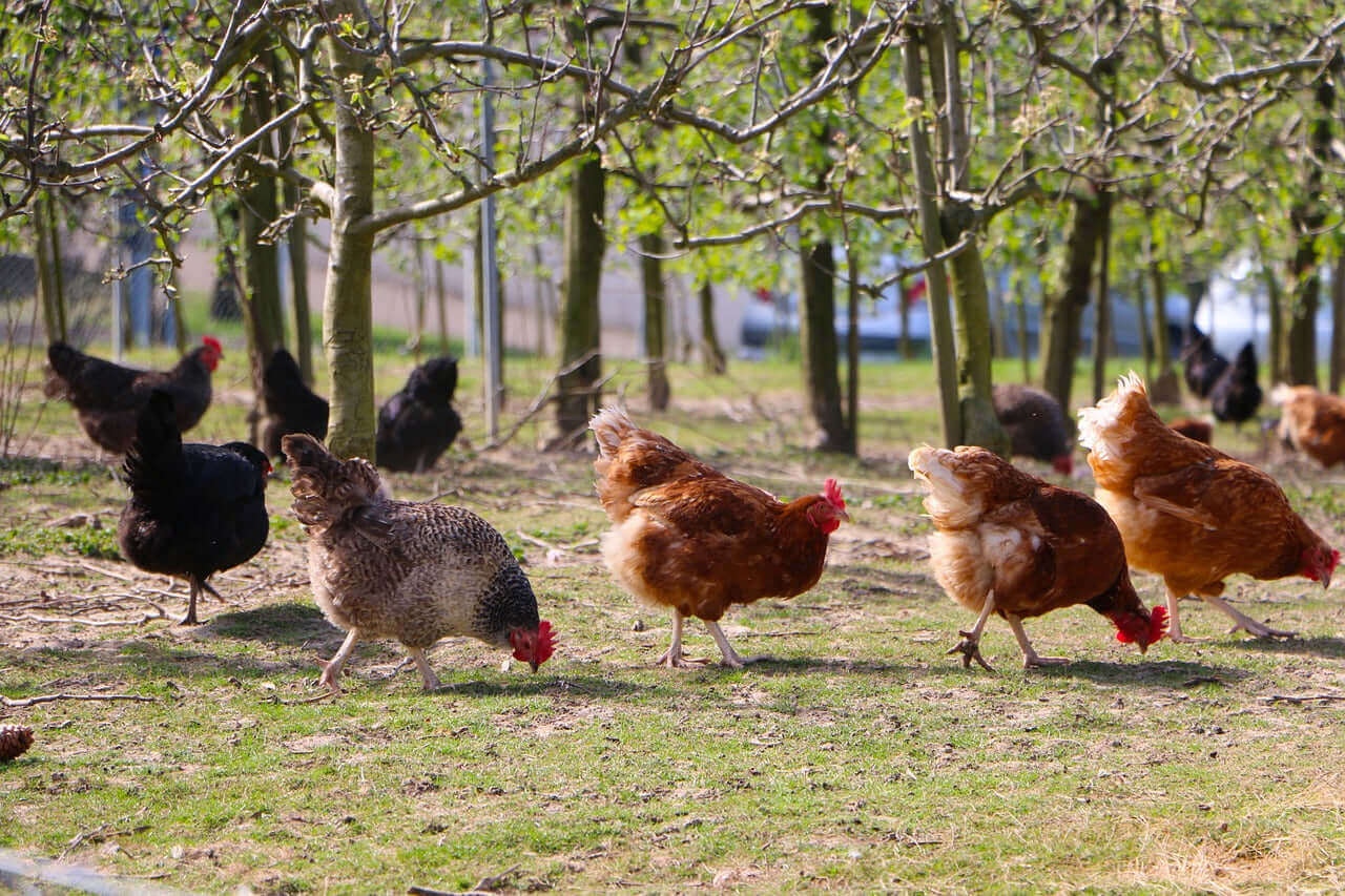 A flock of chickens scavenging for grain on the ground - Haith's Poultry Corn is popular with these ground feeders.