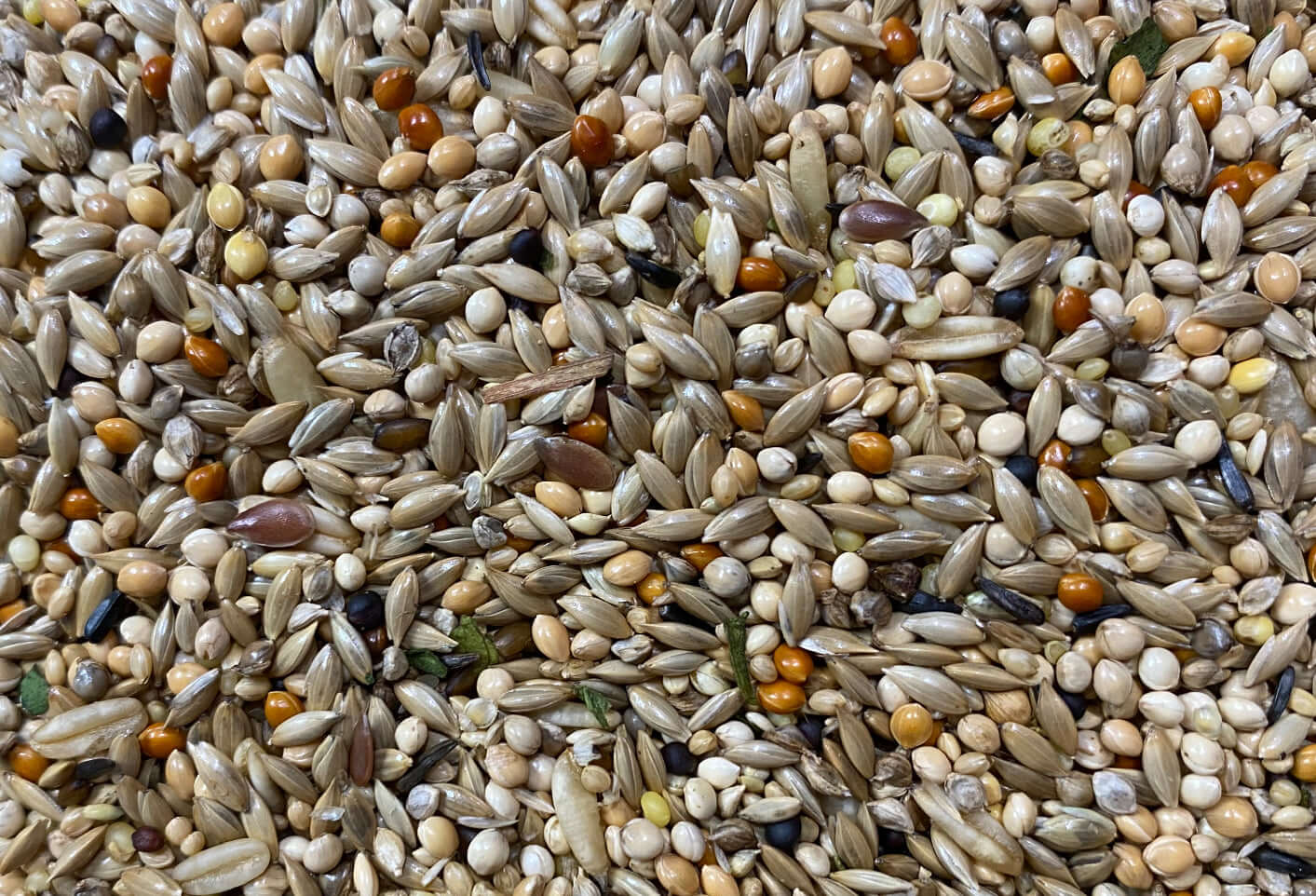 Snell's 66 Budgie Mix created by Chris Snell, Champion Budgerigar Breeder.