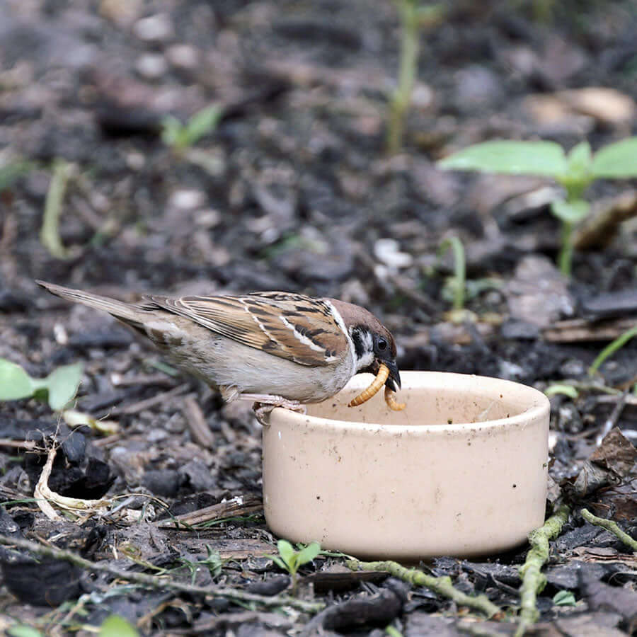A bird eating live mealworms from a ground dish.